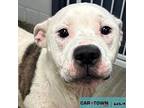 Collin American Pit Bull Terrier Adult Male