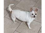 Lucy Chihuahua Adult Female