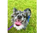 Bolt. ADOPTED Papillon Young Male