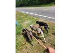 Squeeks Labrador Retriever Young Female