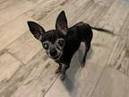 Ellie Chihuahua Senior Female