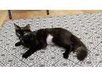 Starbucks Domestic Mediumhair Young Female