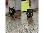 Lela Miniature Pinscher Adult Female