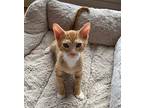 BoBo Domestic Shorthair Kitten Male
