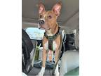 Rooney Mixed Breed (Medium) Young Male