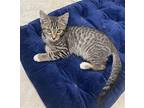 Aang Domestic Mediumhair Kitten Male