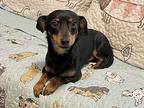 Little Guy in Texarkana TX Chiweenie Adult Male