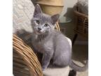 Thunder Domestic Shorthair Kitten Male