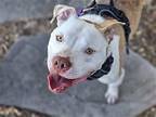 Georgie, American Staffordshire Terrier For Adoption In San Jose, California