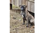 Jolly Girl, Labrador Retriever For Adoption In Jackson, Tennessee