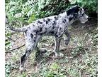 Vinny (puppy) Catahoula Leopard Dog Puppy Male