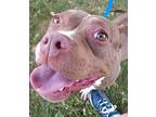 Annie American Pit Bull Terrier Young Female