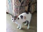 Callie Domestic Shorthair Kitten Female