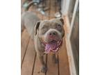Stein Mixed Breed (Medium) Adult Male