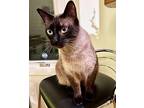 Persephone Siamese Adult Female