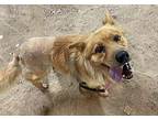 Leroy Chow Chow Adult Male