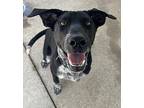 OREO German Shorthaired Pointer Young Male