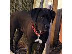 Princess Labrador Retriever Young Female