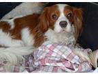 Danny Cavalier King Charles Spaniel Adult Male