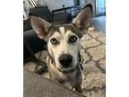 Aspen 3 Husky Adult Female