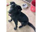 Dixie Labrador Retriever Young Female