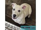 Jelli Roll Labrador Retriever Young Male
