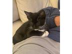 Pepper 4 Domestic Shorthair Kitten Male