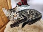 Dallas Domestic Shorthair Kitten Male