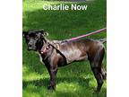 Charlie Labrador Retriever Young Female