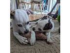 Bruce Boston Terrier Puppy Male