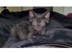 Squeesh Domestic Shorthair Kitten Male