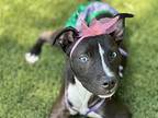 Ari Mixed Breed (Medium) Puppy Female