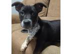 KIRA Australian Cattle Dog Puppy Female