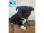 Ted. ADOPTED Pomeranian Puppy Male