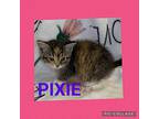 Pixie Domestic Shorthair Kitten Female