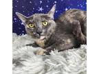 Joan Domestic Shorthair Kitten Female