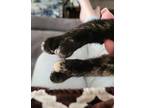 Polly Domestic Shorthair Kitten Female