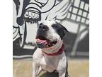 Poppy American Bulldog Young Female