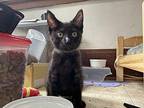 Salem Domestic Shorthair Kitten Male