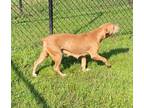 Renesmee (HW+) American Pit Bull Terrier Young Female