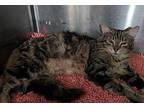 leilani Domestic Shorthair Young Female