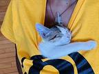 Shirley Domestic Shorthair Kitten Female