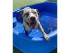 TAHOE JOE American Pit Bull Terrier Young Male