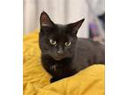 Willow Bombay Female