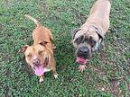 Tank Hugs Mastiff Adult Male