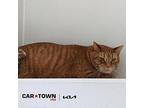 Tiger Kitty Domestic Shorthair Senior Male
