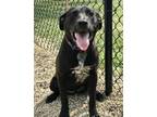 Sissy Labrador Retriever Young Female