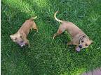 Minnie Rhodesian Ridgeback Young Female