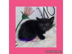 Noelle Domestic Shorthair Kitten Female