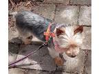 Taffy Yorkie, Yorkshire Terrier Adult Female